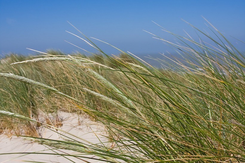 De kust van België 