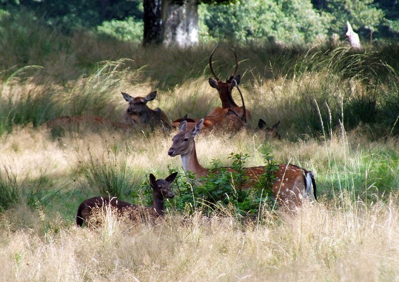 Vakantiehuizen op de Veluwe